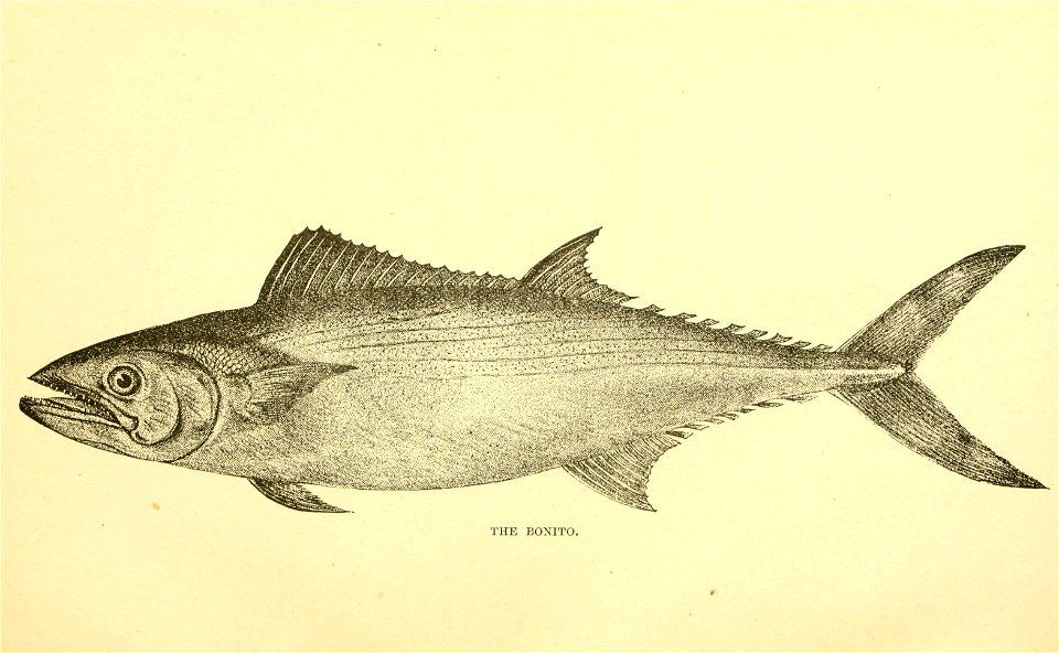 n42_w1150