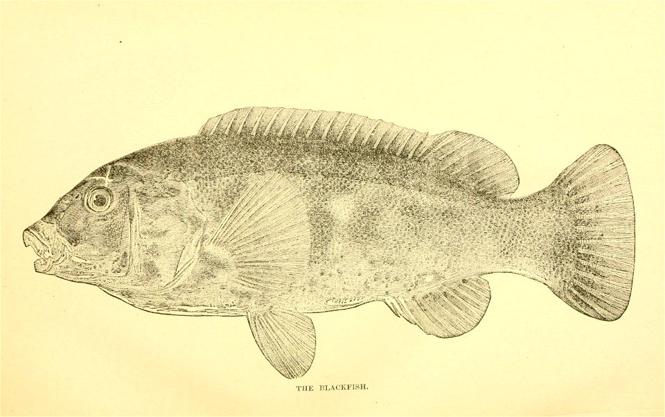 n56_w1150
