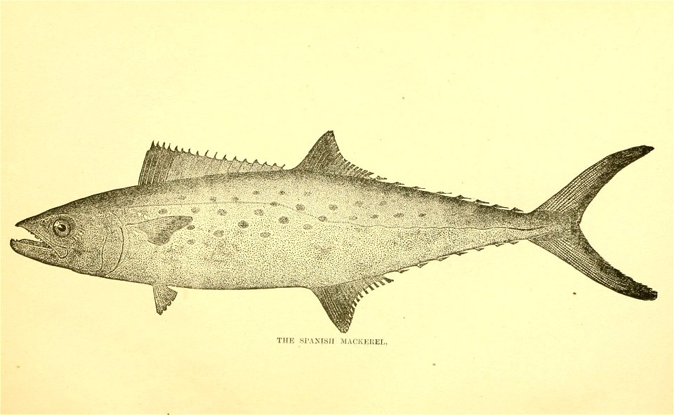 n52_w1150