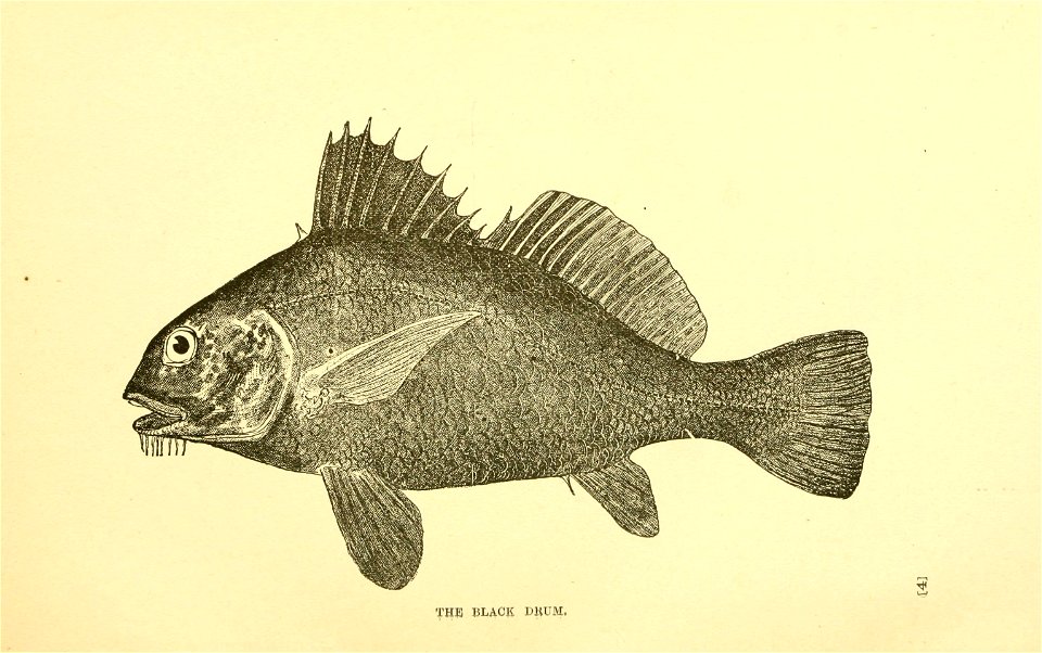 n46_w1150