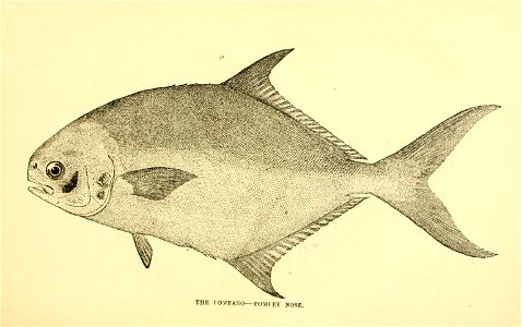 n128_w1150