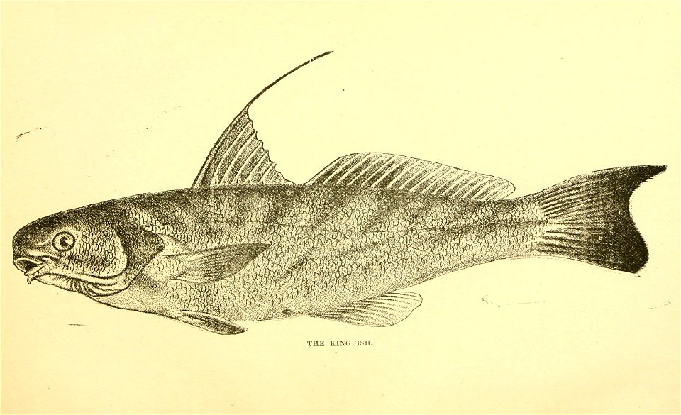 n38_w1150