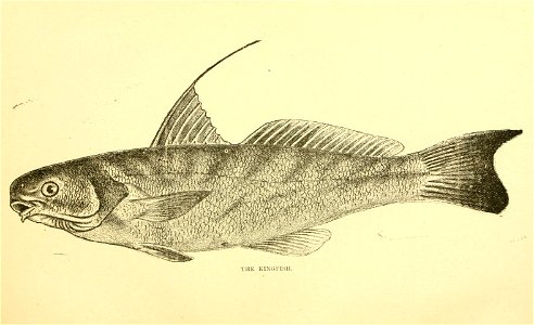 n38_w1150