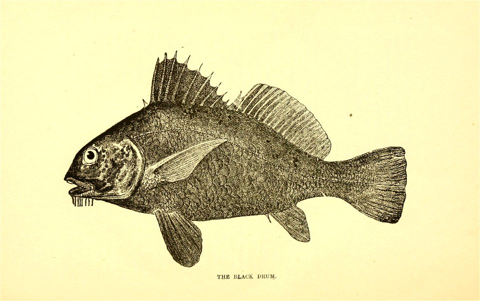 n145_w1150