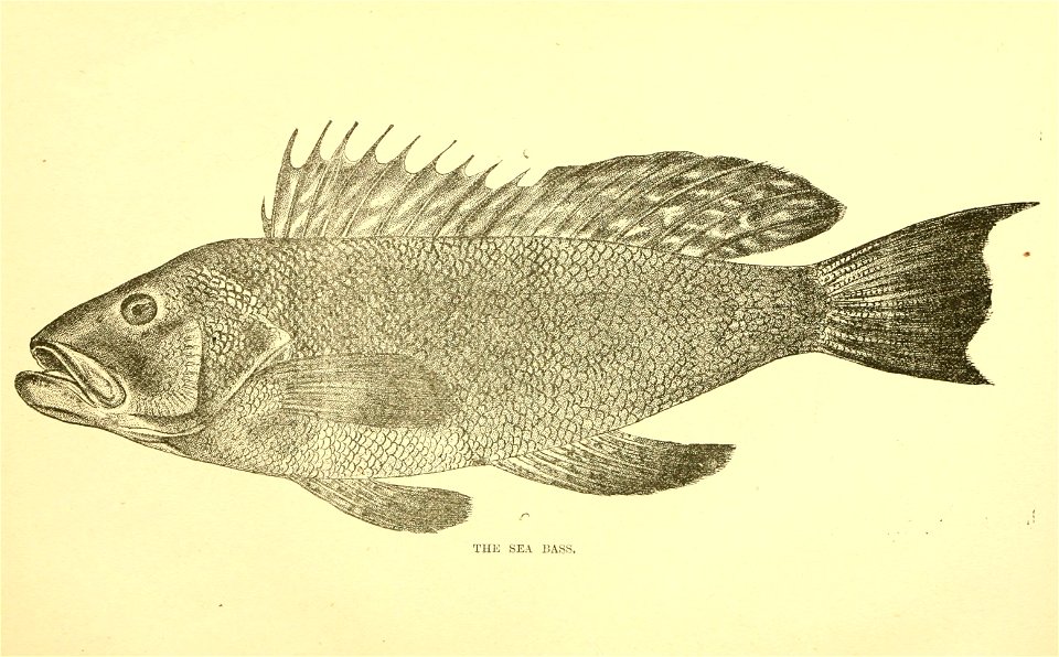 n66_w1150