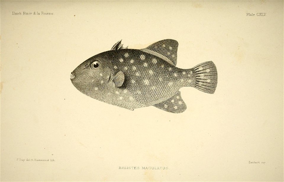 n296_w1150