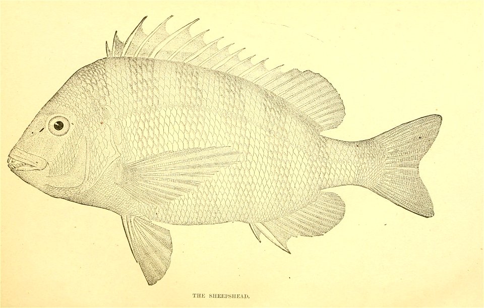 n32_w1150