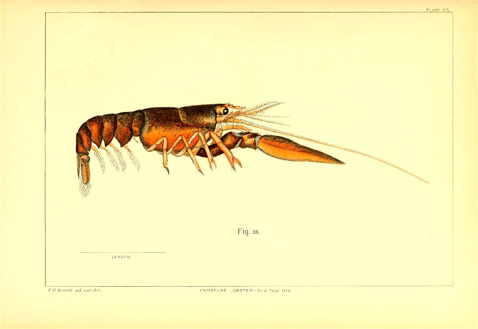 n338_w1150