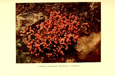 n594_w1150