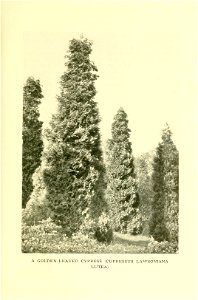 n200_w1150