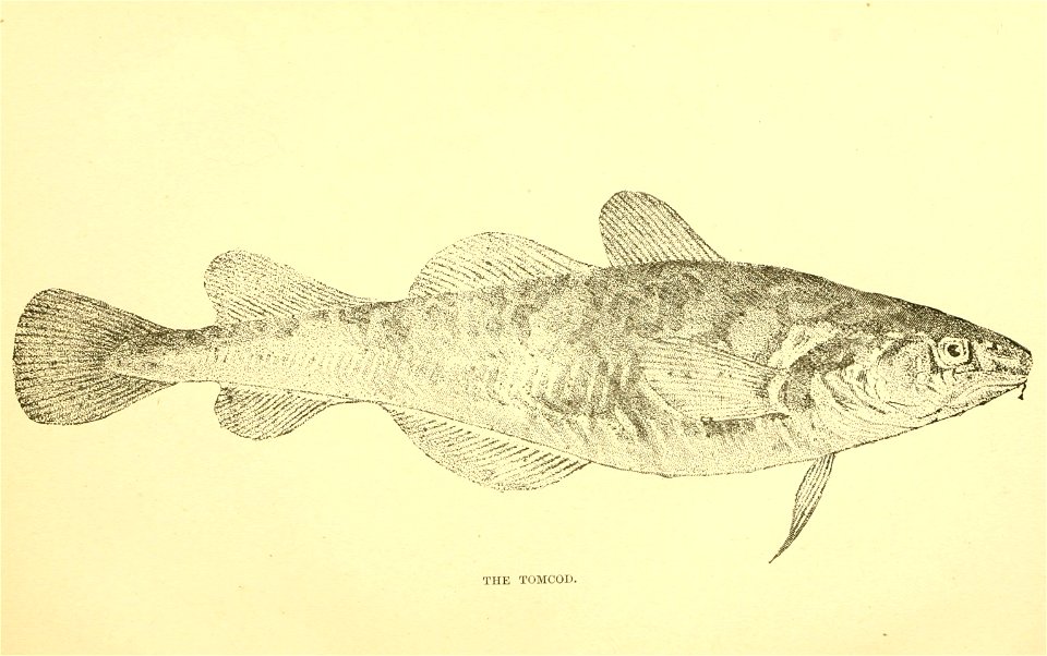 n74_w1150