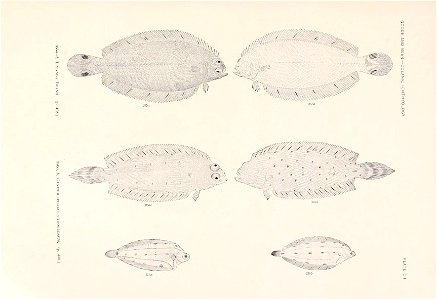 n262_w1150