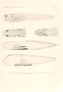 n228_w1150