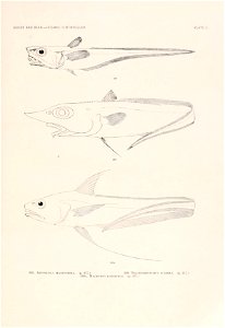 n258_w1150