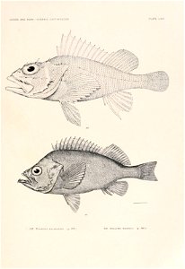 n196_w1150