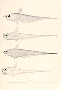 n252_w1150