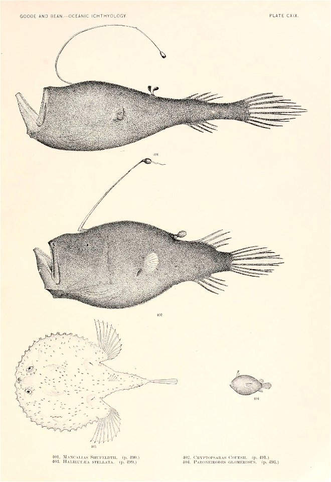 n296_w1150