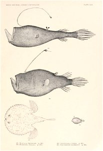 n296_w1150