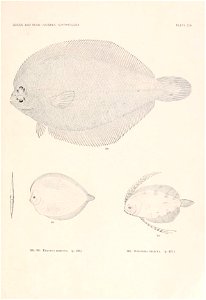 n266_w1150