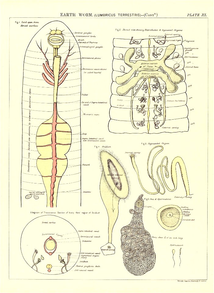 n55_w1150