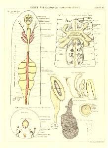n55_w1150