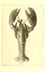 n292_w1150