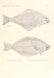 n268_w1150