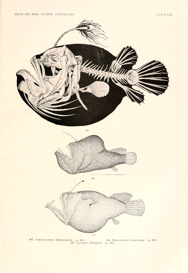 n298_w1150