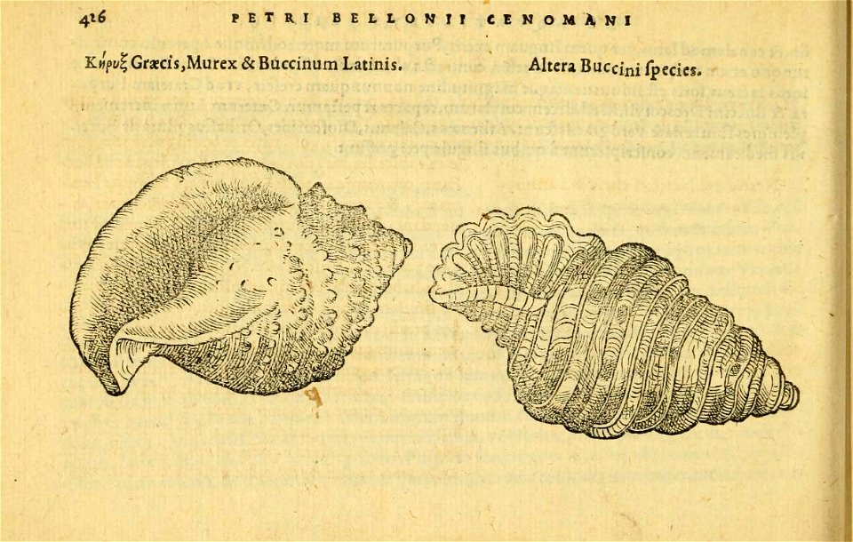 n465_w1150