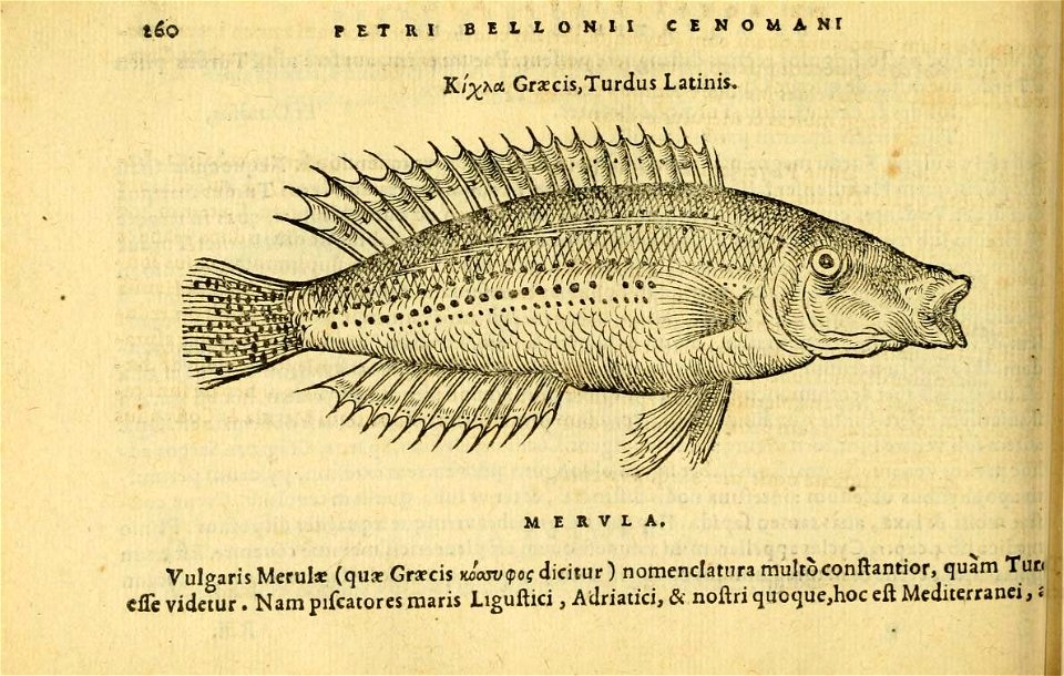 n299_w1150