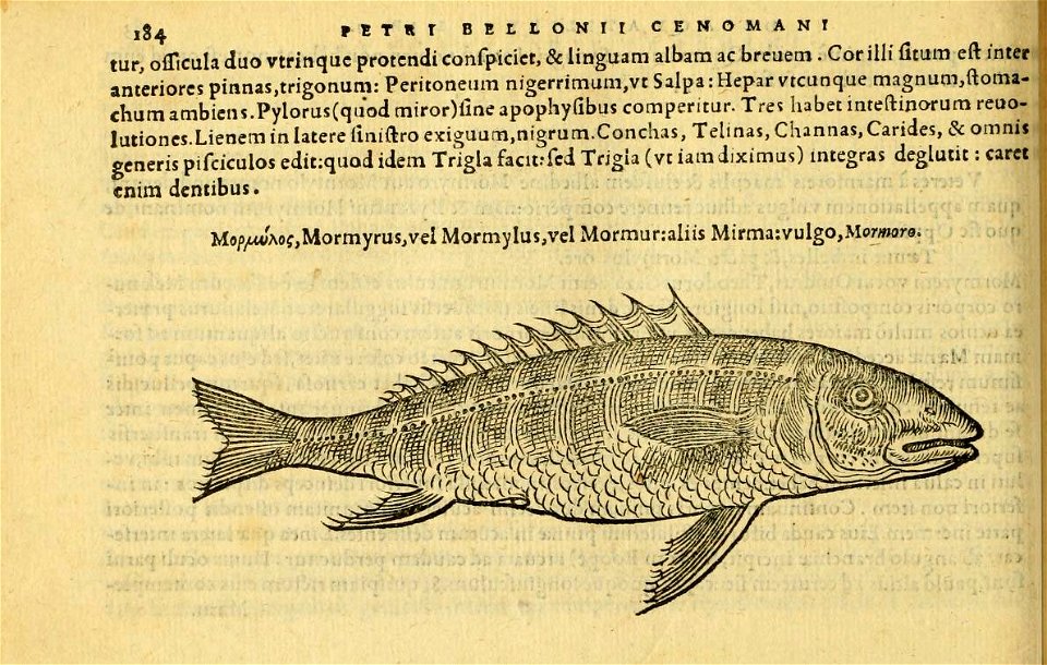 n223_w1150