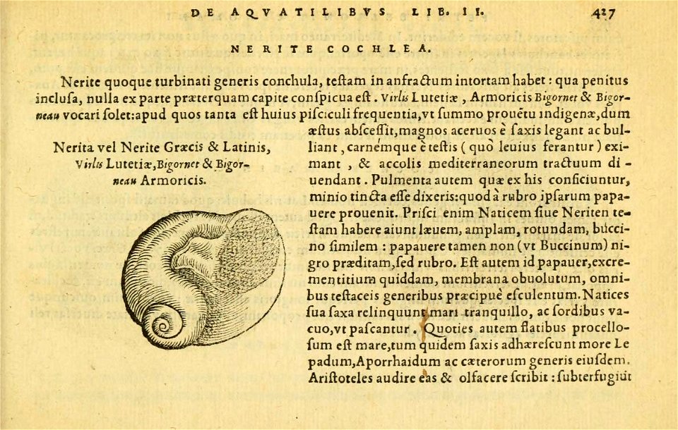 n466_w1150