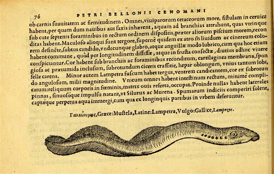 n115_w1150