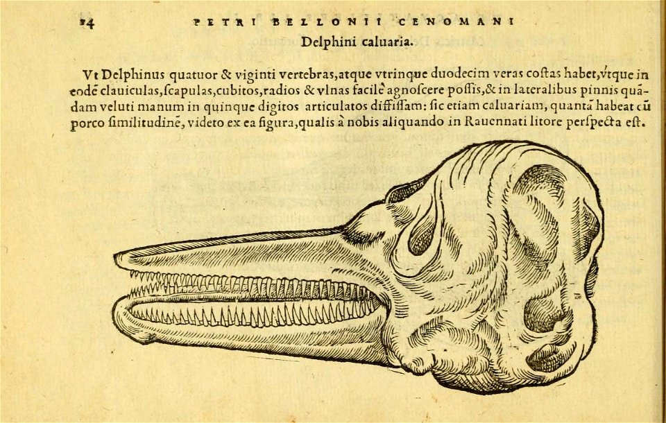 n53_w1150