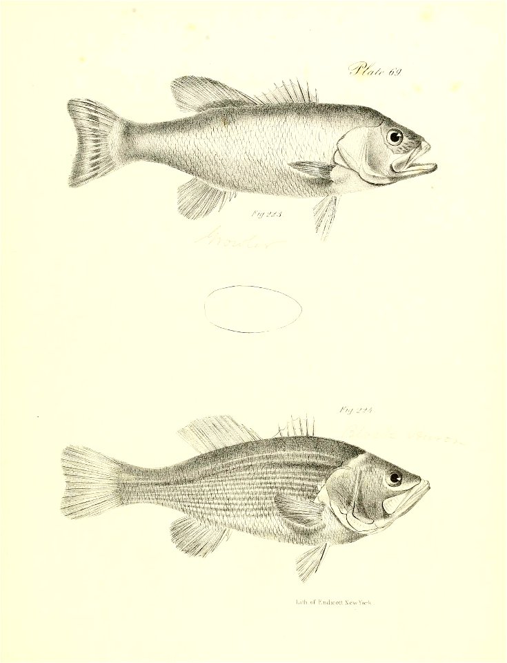 n198_w1150