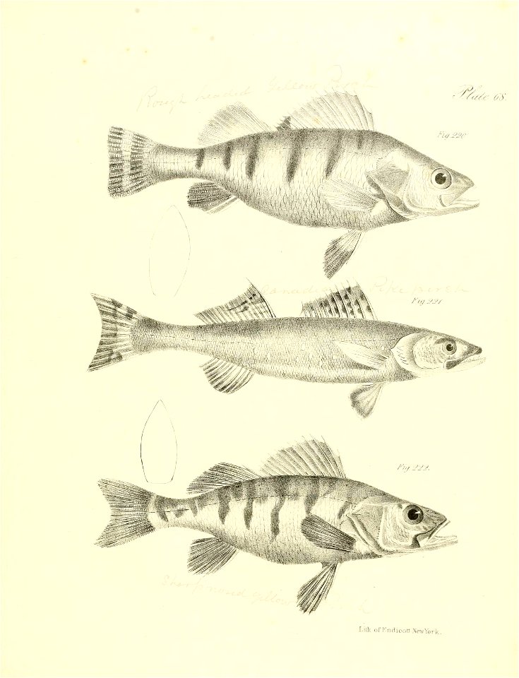 n196_w1150