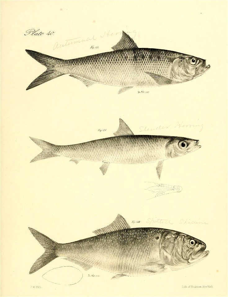 n140_w1150