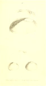 n338_w1150