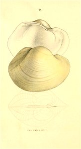 n239_w1150
