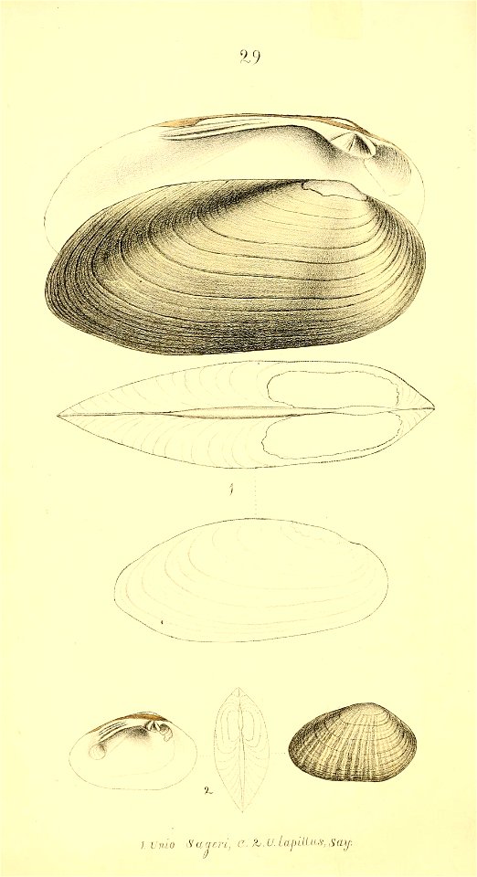 n165_w1150