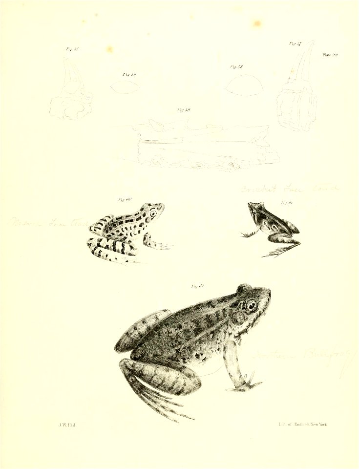 n56_w1150