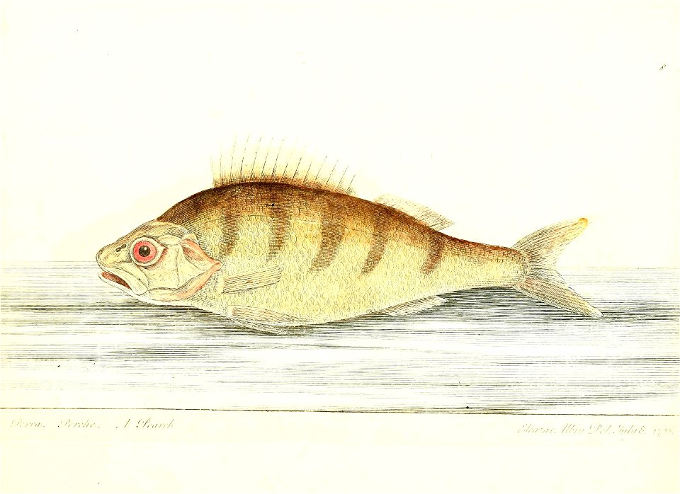 n45_w1150