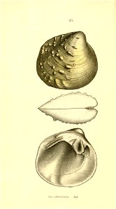 n133_w1150