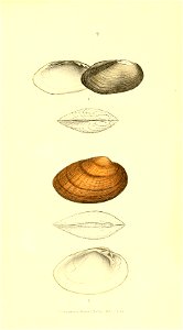 n56_w1150