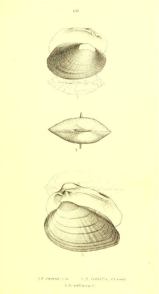 n354_w1150
