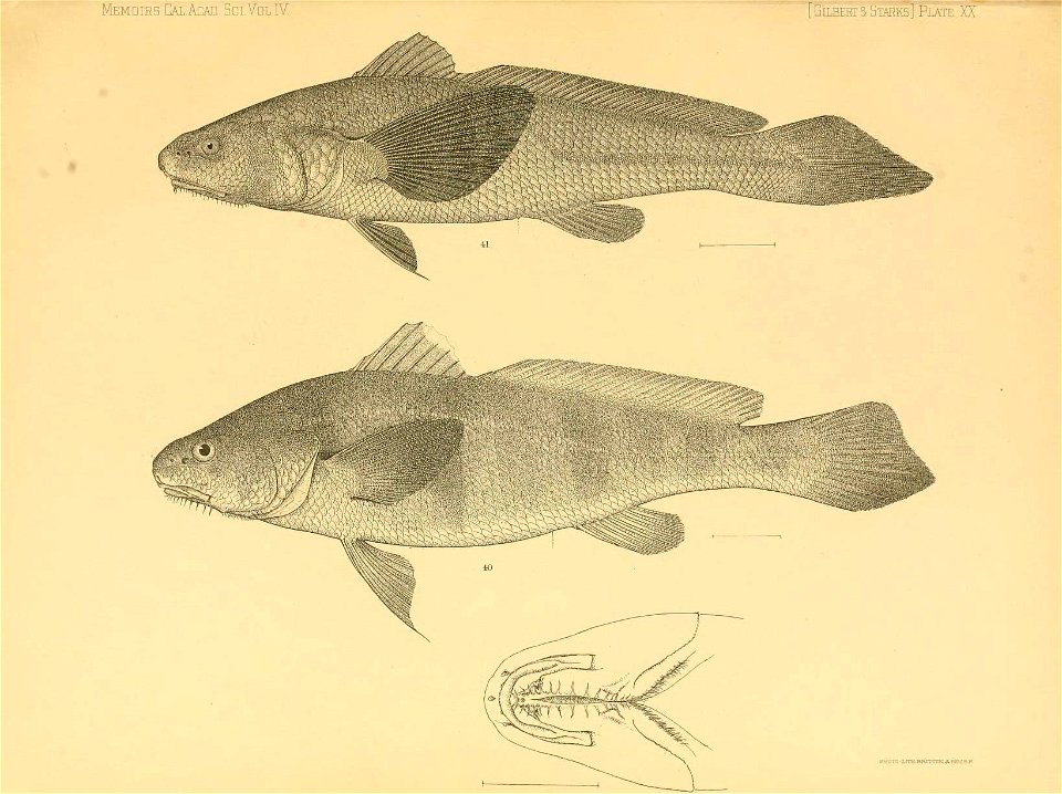 n316_w1150