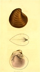 n53_w1150