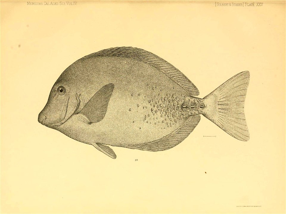 n336_w1150