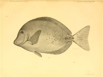 n336_w1150