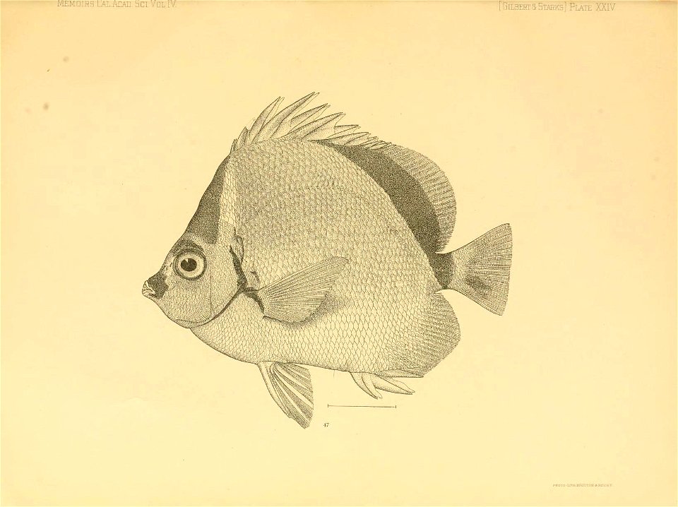 n332_w1150